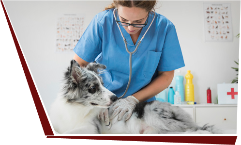 Contabilidade Para Clínicas Veterinárias e Pet Shops